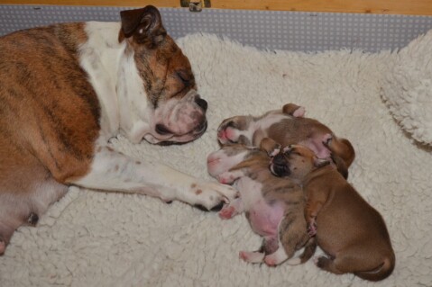 Continental Bulldog Seeblickbulls 180509 Continental Bulldog Seeblickbulls 180509