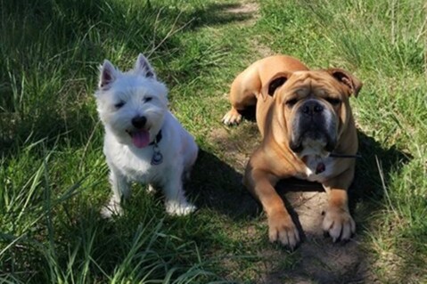 Continental Bulldog Seeblickbulls 180512 Continental Bulldog Seeblickbulls 180512