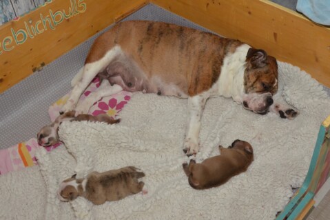 Continental Bulldog Seeblickbulls 180513 Continental Bulldog Seeblickbulls 180513