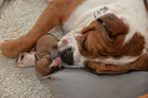 Continental Bulldog Seeblickbulls 180514 Continental Bulldog Seeblickbulls 180514