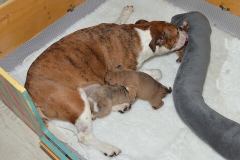 Continental Bulldog Seeblickbulls 180516 Continental Bulldog Seeblickbulls 180516