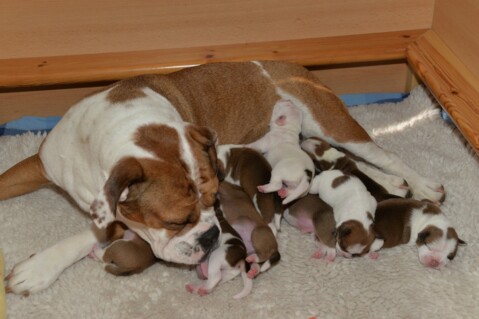 Continental Bulldog Seeblickbulls 180517 Continental Bulldog Seeblickbulls 180517