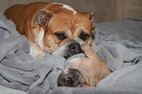 Continental Bulldog Seeblickbulls 180518 Continental Bulldog Seeblickbulls 180518