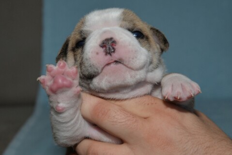 Continental Bulldog Seeblickbulls 180519 Continental Bulldog Seeblickbulls 180519