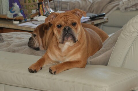 Continental Bulldog Seeblickbulls 180520 Continental Bulldog Seeblickbulls 180520