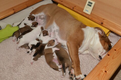 Continental Bulldog Seeblickbulls 180521 Continental Bulldog Seeblickbulls 180521