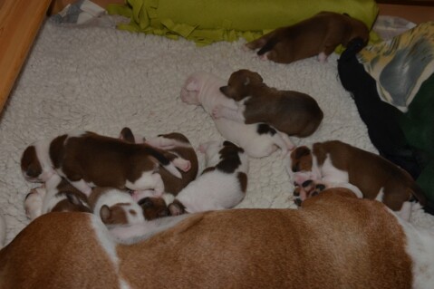 Continental Bulldog Seeblickbulls 180524 Continental Bulldog Seeblickbulls 180524
