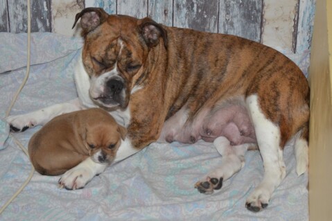 Continental Bulldog Seeblickbulls 180525 Continental Bulldog Seeblickbulls 180525