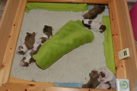 Continental Bulldog Seeblickbulls 180526 Continental Bulldog Seeblickbulls 180526