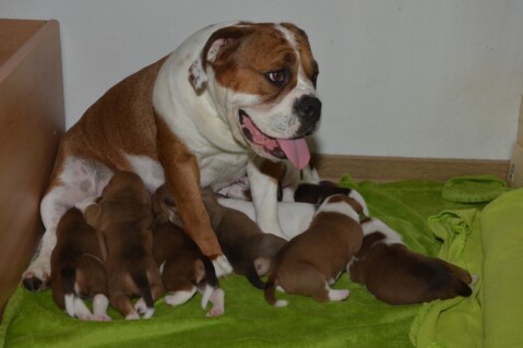 Continental Bulldog Seeblickbulls 180530 Continental Bulldog Seeblickbulls 180530