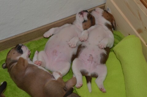 Continental Bulldog Seeblickbulls 180531 Continental Bulldog Seeblickbulls 180531