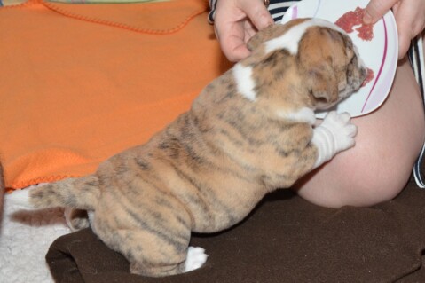 Continental Bulldog Seeblickbulls 180601 Continental Bulldog Seeblickbulls 180601