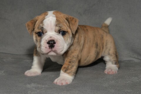 Continental Bulldog Seeblickbulls 180603 Continental Bulldog Seeblickbulls 180603