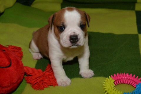 Continental Bulldog Seeblickbulls 180604 Continental Bulldog Seeblickbulls 180604