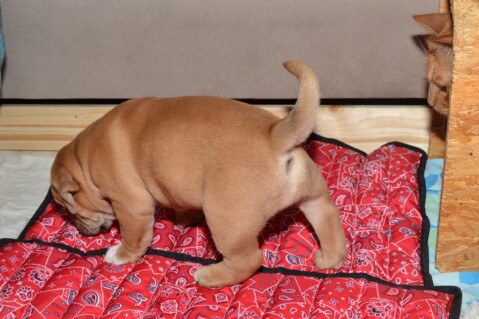 Continental Bulldog Seeblickbulls 180606 Continental Bulldog Seeblickbulls 180606