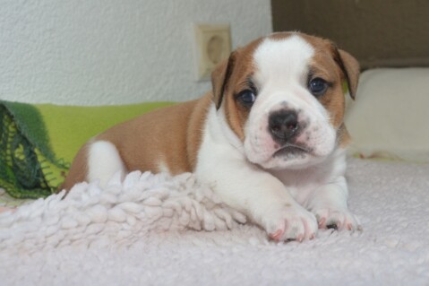 Continental Bulldog Seeblickbulls 180608 Continental Bulldog Seeblickbulls 180608