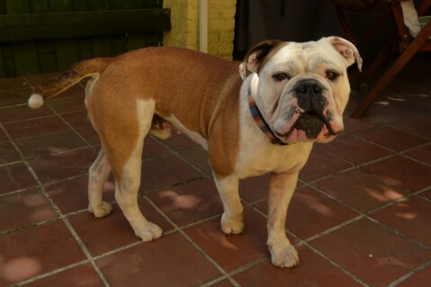 Continental Bulldog Seeblickbulls 180609 Continental Bulldog Seeblickbulls 180609