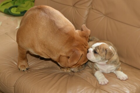 Continental Bulldog Seeblickbulls 180611 Continental Bulldog Seeblickbulls 180611