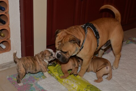 Continental Bulldog Seeblickbulls 180612 Continental Bulldog Seeblickbulls 180612