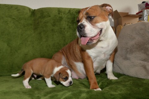 Continental Bulldog Seeblickbulls 180613 Continental Bulldog Seeblickbulls 180613