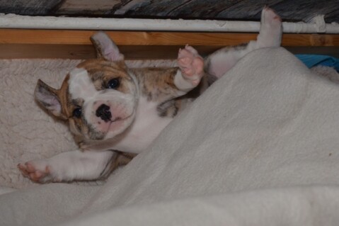 Continental Bulldog Seeblickbulls 180614 Continental Bulldog Seeblickbulls 180614