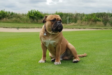 Continental Bulldog Seeblickbulls 180616 Continental Bulldog Seeblickbulls 180616