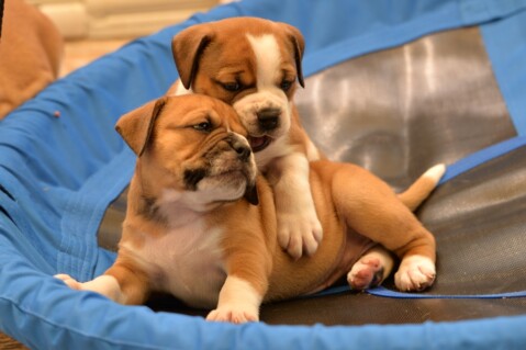 Continental Bulldog Seeblickbulls 180617 Continental Bulldog Seeblickbulls 180617