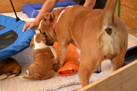 Continental Bulldog Seeblickbulls 180618 Continental Bulldog Seeblickbulls 180618