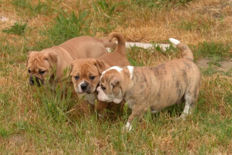 Continental Bulldog Seeblickbulls 180619 Continental Bulldog Seeblickbulls 180619