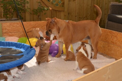 Continental Bulldog Seeblickbulls 180621 Continental Bulldog Seeblickbulls 180621