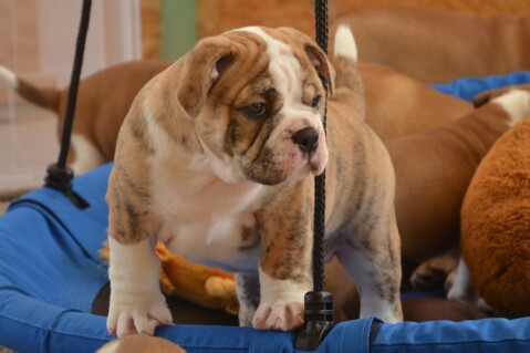 Continental Bulldog Seeblickbulls 180622 Continental Bulldog Seeblickbulls 180622