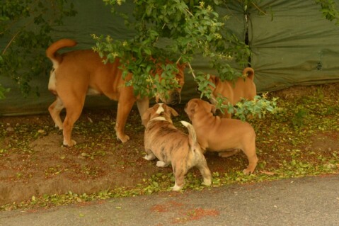 Continental Bulldog Seeblickbulls 180623 Continental Bulldog Seeblickbulls 180623