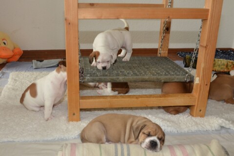 Continental Bulldog Seeblickbulls 180624 Continental Bulldog Seeblickbulls 180624