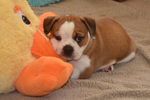 Continental Bulldog Seeblickbulls 180625 Continental Bulldog Seeblickbulls 180625