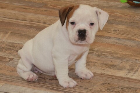Continental Bulldog Seeblickbulls 180626 Continental Bulldog Seeblickbulls 180626