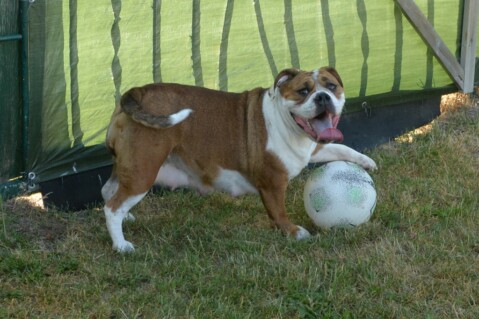 Continental Bulldog Seeblickbulls 180627 Continental Bulldog Seeblickbulls 180627