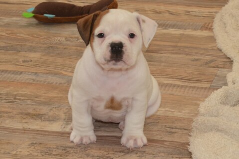Continental Bulldog Seeblickbulls 180629 Continental Bulldog Seeblickbulls 180629