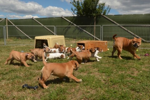 Continental Bulldog Seeblickbulls 180701 Continental Bulldog Seeblickbulls 180701