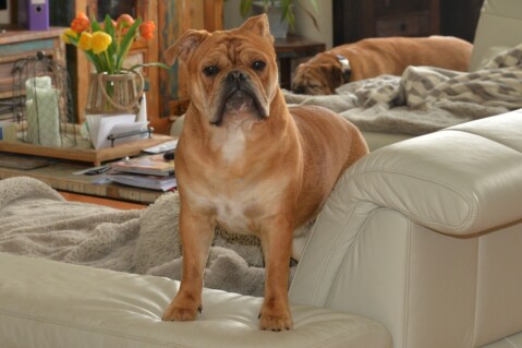 Continental Bulldog Seeblickbulls 180702 Continental Bulldog Seeblickbulls 180702