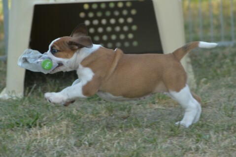 Continental Bulldog Seeblickbulls 180703 Continental Bulldog Seeblickbulls 180703