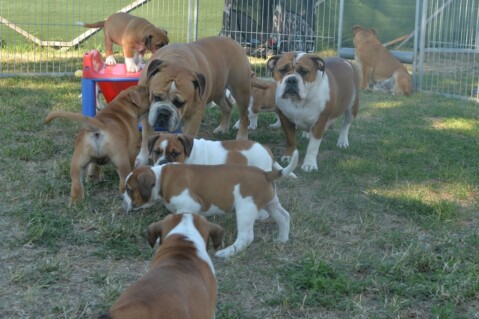 Continental Bulldog Seeblickbulls 180704 Continental Bulldog Seeblickbulls 180704