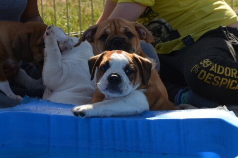Continental Bulldog Seeblickbulls 180707 Continental Bulldog Seeblickbulls 180707