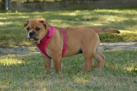 Continental Bulldog Seeblickbulls 180709 Continental Bulldog Seeblickbulls 180709