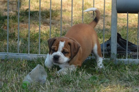 Continental Bulldog Seeblickbulls 180710 Continental Bulldog Seeblickbulls 180710