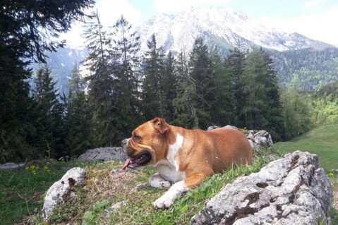 Continental Bulldog Seeblickbulls 180711 Continental Bulldog Seeblickbulls 180711