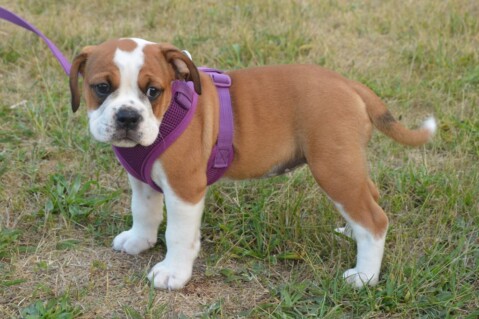 Continental Bulldog Seeblickbulls 180713 Continental Bulldog Seeblickbulls 180713