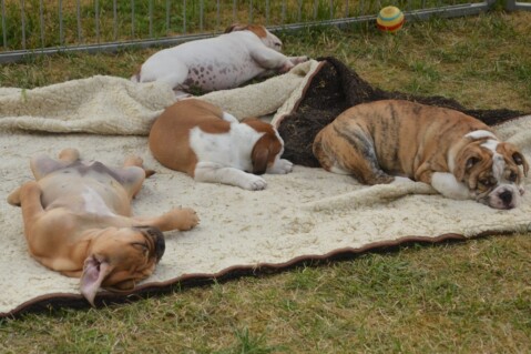 Continental Bulldog Seeblickbulls 180715 Continental Bulldog Seeblickbulls 180715