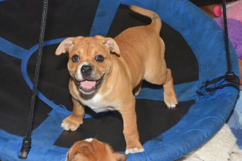 Continental Bulldog Seeblickbulls 180716 Continental Bulldog Seeblickbulls 180716