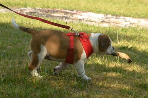 Continental Bulldog Seeblickbulls 180717 Continental Bulldog Seeblickbulls 180717