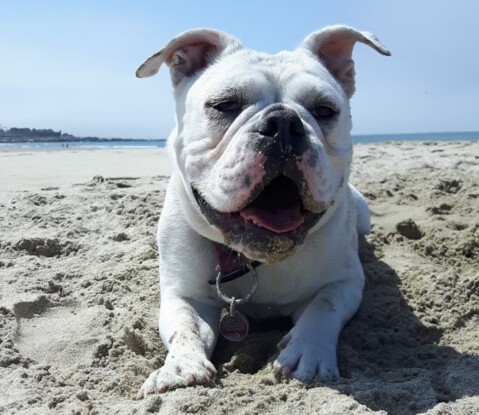 Continental Bulldog Seeblickbulls 180718 Continental Bulldog Seeblickbulls 180718
